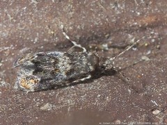 Stenoptinea auriferella