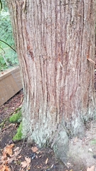 Thuja plicata