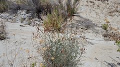 Astragalus pachypus jaegeri