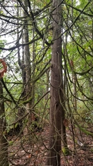 Thuja plicata
