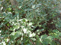 Quercus sinuata breviloba