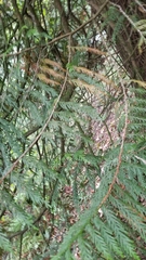 Thuja plicata