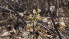 Astragalus pachypus jaegeri