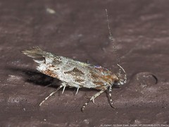 Aristotelia fungivorella
