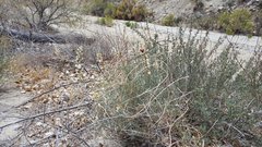 Astragalus pachypus jaegeri