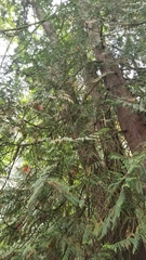 Thuja plicata