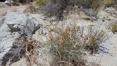 Astragalus pachypus jaegeri