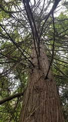 Thuja plicata