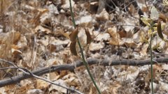Astragalus pachypus jaegeri