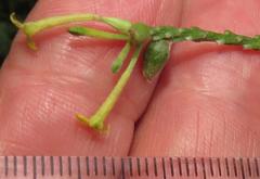 Englerodaphne