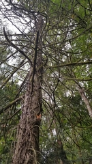 Thuja plicata