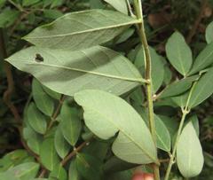 Englerodaphne