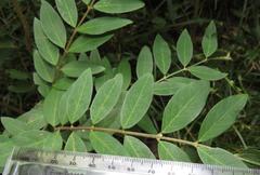 Englerodaphne