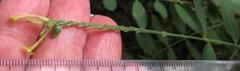 Englerodaphne