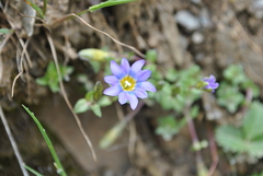 Gentiana rubicunda