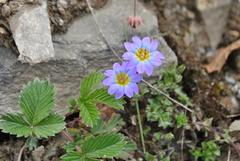 Gentiana rubicunda