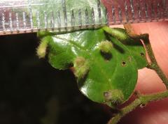 Monanthotaxis caffra