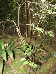 Monanthotaxis caffra