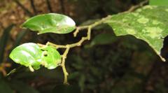 Monanthotaxis caffra