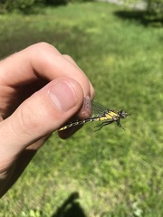 Hylogomphus abbreviatus