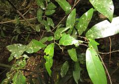 Monanthotaxis caffra