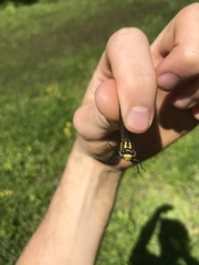 Hylogomphus abbreviatus