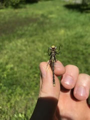 Hylogomphus abbreviatus