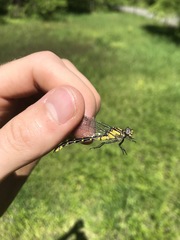 Hylogomphus abbreviatus