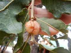 Striatoandricus aciculatus