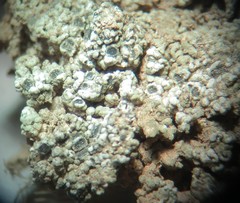 Aspicilia glaucopsina