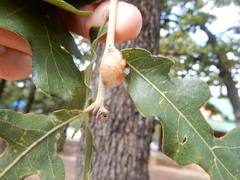 Striatoandricus aciculatus