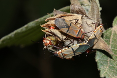 Dysdercus nigrofasciatus