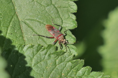 Acinocoris lunaris