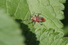 Acinocoris lunaris