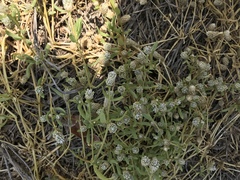 Blutaparon vermiculare