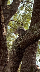 Sciurus carolinensis