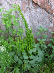 Umbilicus horizontalis