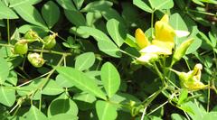 Crotalaria natalensis