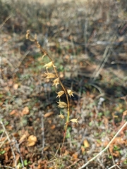 Stachys angustifolia