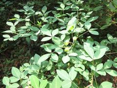 Crotalaria natalensis