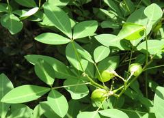 Crotalaria natalensis