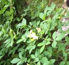 Crotalaria natalensis