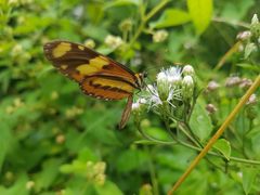 Mechanitis lysimnia nesaea