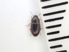 Archeocrypticus topali