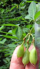 Crotalaria natalensis