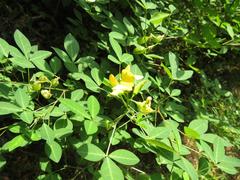 Crotalaria natalensis