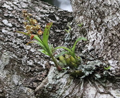 Polystachya sandersonii