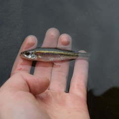 Clinostomus elongatus