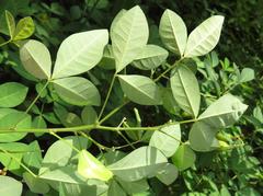 Crotalaria natalensis