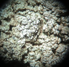 Aspicilia glaucopsina